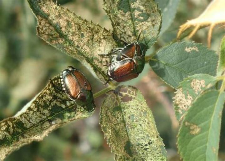 Are leaf beetles poisonous?