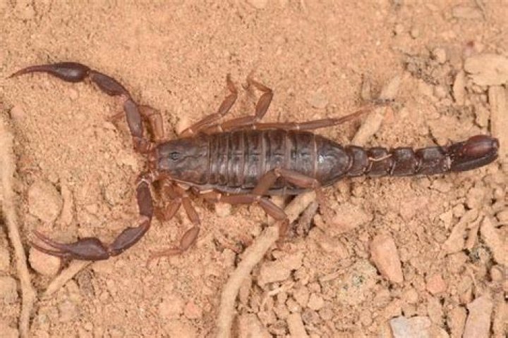 Are the Scorpions in Tennessee poisonous?