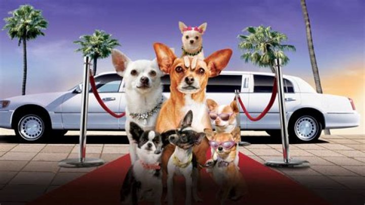 	Beverly Hills Chihuahua film trumps DiCaprio Crowe thriller at the box office	