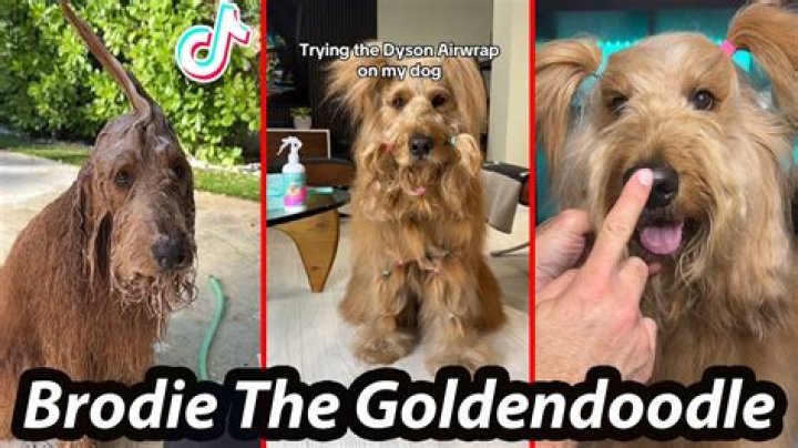 Brodie The Goldendoodle - Age, Family, Bio