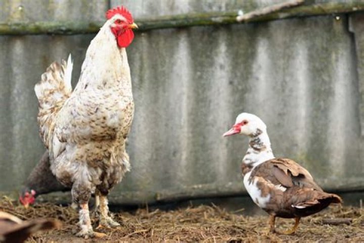 Can a chicken mate with a duck?