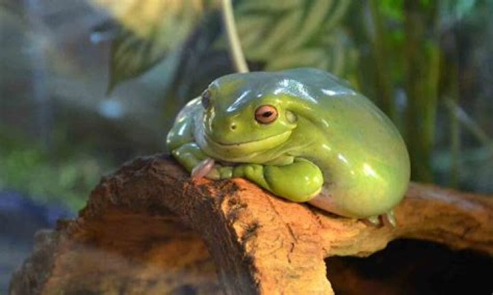 Can a frogs live in a chlorine pool?