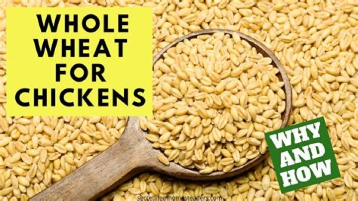 Can chickens eat whole wheat pasta?