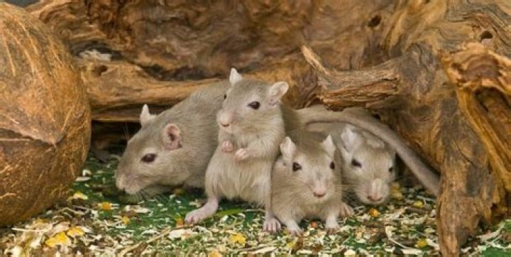 Do field mice hibernate UK?