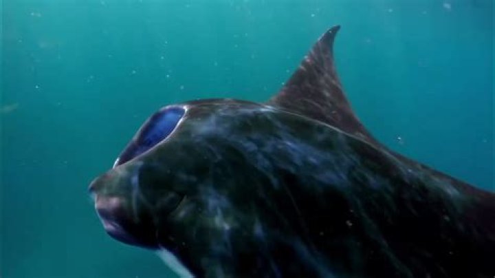Do manta rays have predators?