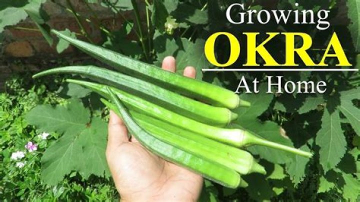 Do okra plants need to be staked?