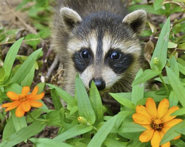 Do racoons eat flowers?