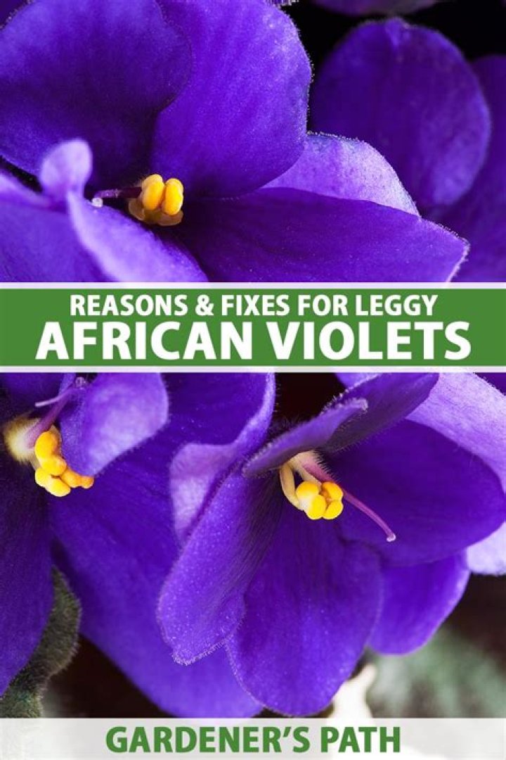 How do I fix my African violet leggy?