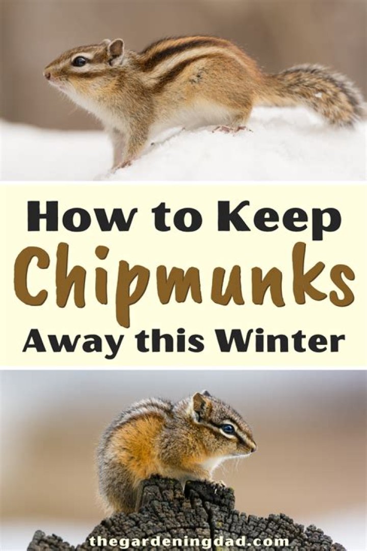 How do I keep chipmunks away from my downspouts?
