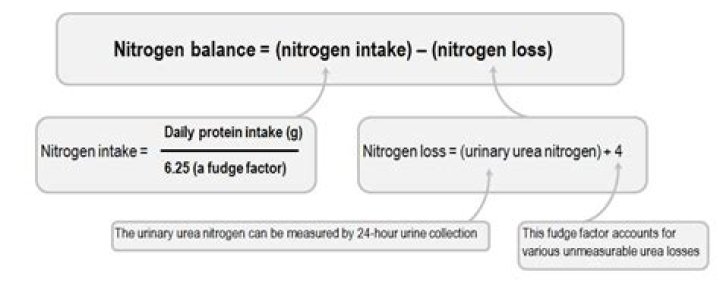 How do you calculate nitrogen balance?