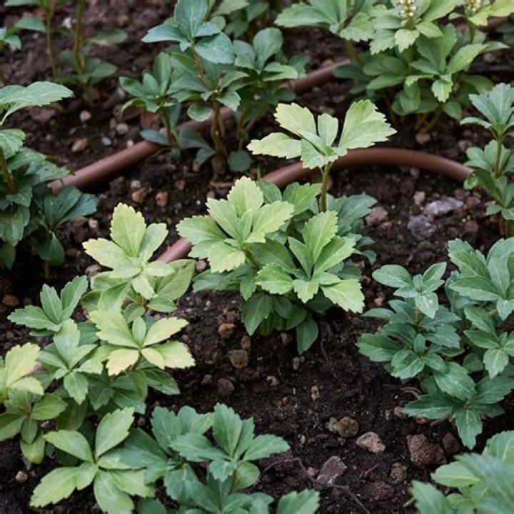 How do you dig up pachysandra?