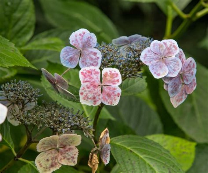 How do you get rid of black spots on hydrangea leaves?