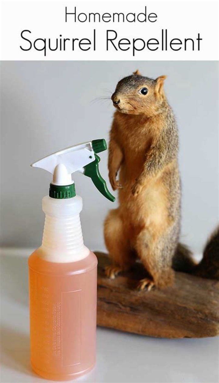 How do you make squirrel repellent?