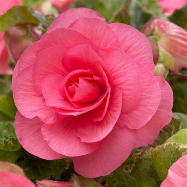 How do you plant double begonia bulbs?