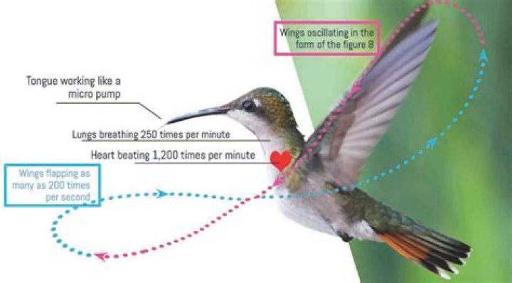 How fast does a hummingbird’s wings beat per minute?