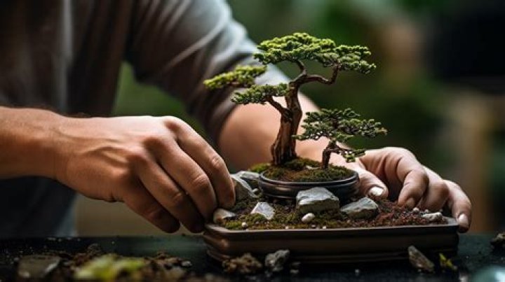 How hard is it to take care of a bonsai tree?