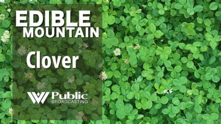 Is all clover edible?