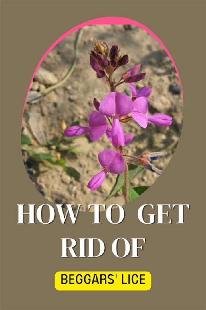 Is beggar’s lice poisonous?