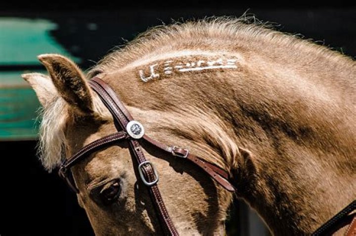 Is freeze branding permanent?