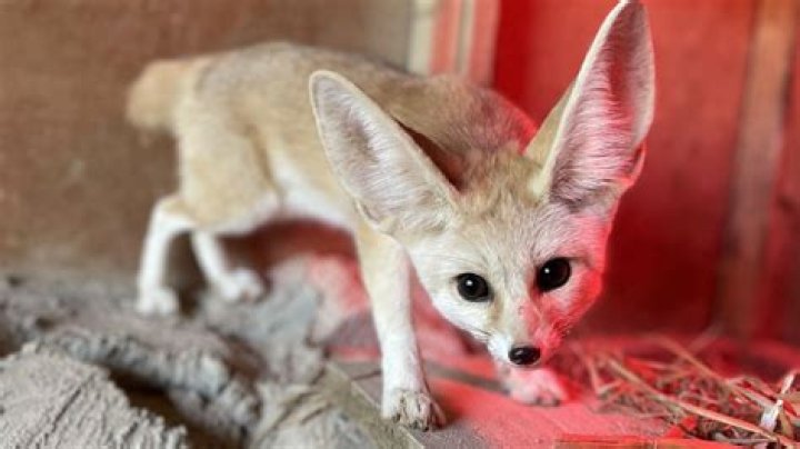 Is it legal to own a Fennec Fox in New York?