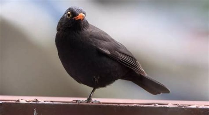 Is it legal to shoot blackbirds?