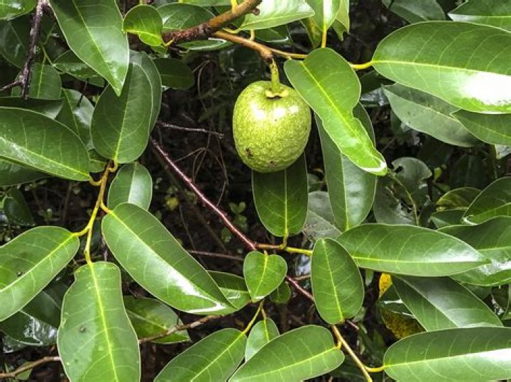 Is Pond apple fruit edible?