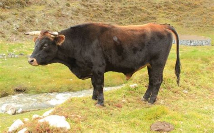 Is taurine really bull urine?