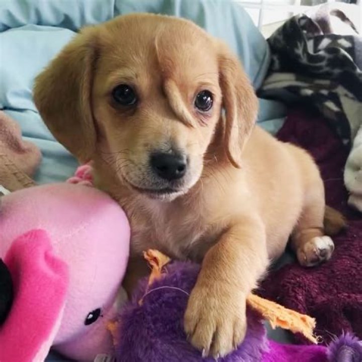 Lili Reinhart adopts a new rescue puppy named Milo