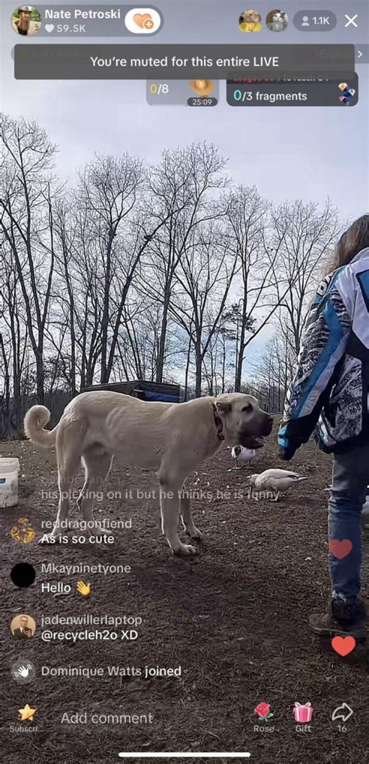 Nate Petroski - Age, Family, Bio