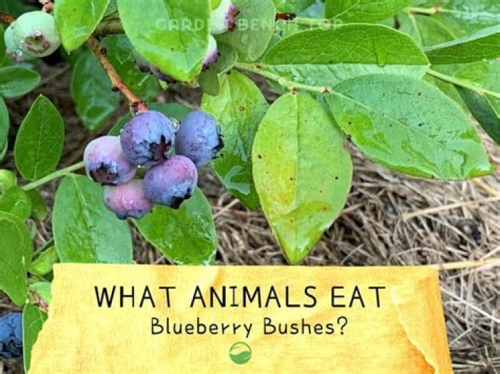 What animals eat elderberry bush?