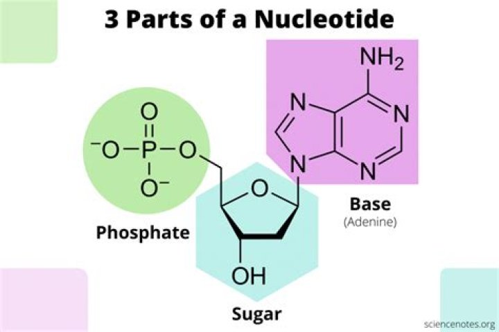 What are three parts of a DNA nucleotide and how are they connected?