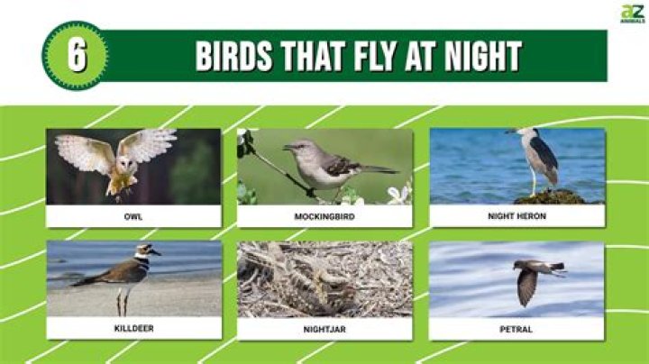 What birds fly at night in Georgia?