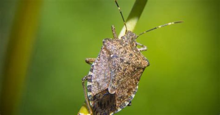 What birds will eat stink bugs?