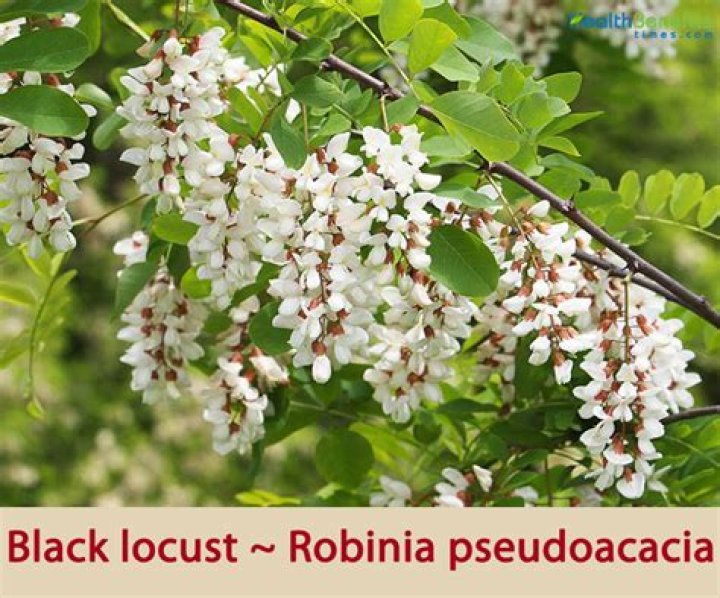 What does Black locust smell like?