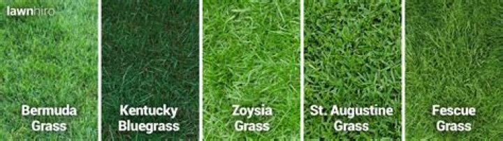 What grass grows best in Charlotte NC?