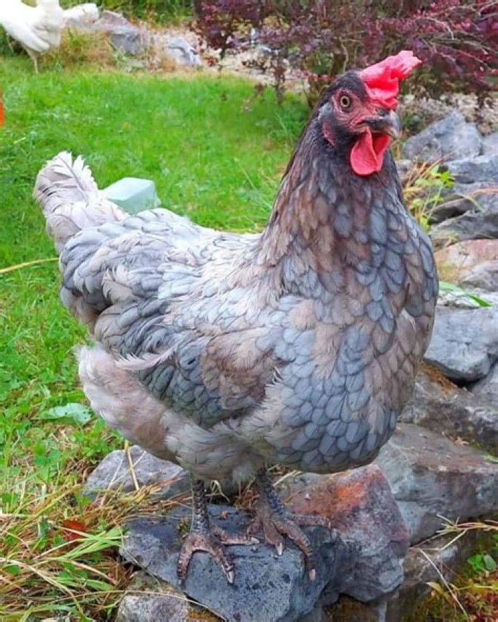 What is a bluebell chicken?