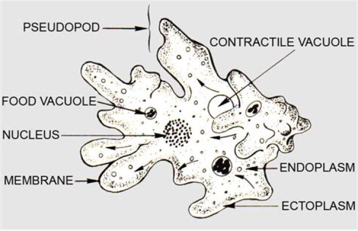 What is the function of food vacuole in amoeba?