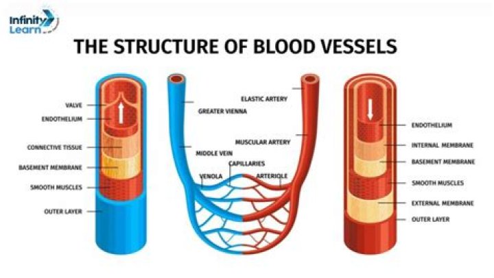 What is the largest blood vessel in human body?
