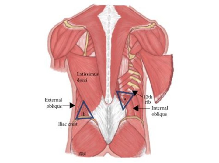 What is the lumbar triangle?