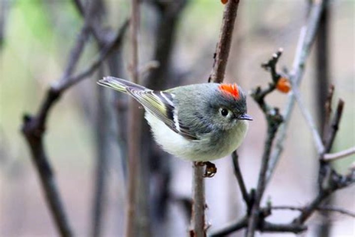 What kind of bird has a red spot on back of head?