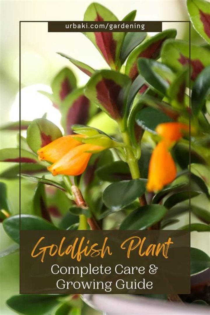 What kind of light does a goldfish plant need?