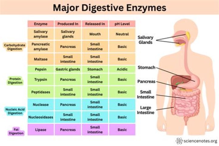 What pH do digestive enzymes work best at?