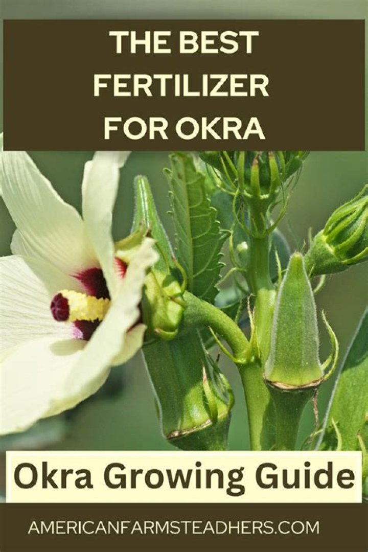 What’s the best fertilizer for okra?