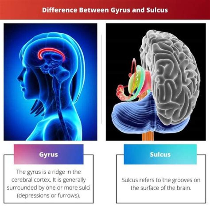 What’s the difference between gyrus and sulcus?