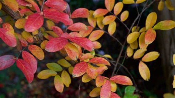 Why are my crepe myrtles leaves turning yellow?