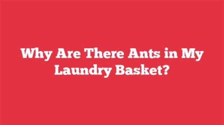 Why are there ants in my laundry basket?