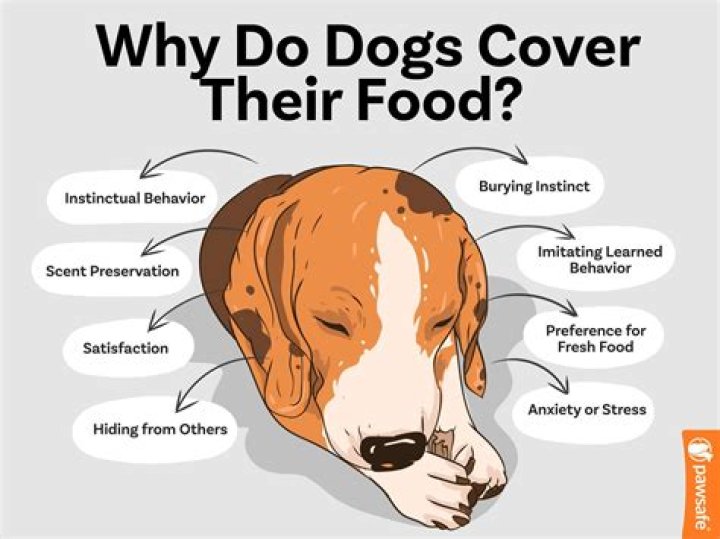 Why do dogs cover up food?