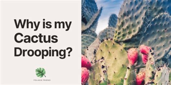 Why is my cactus drooping?