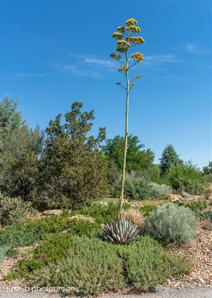 Will agave grow in Georgia?